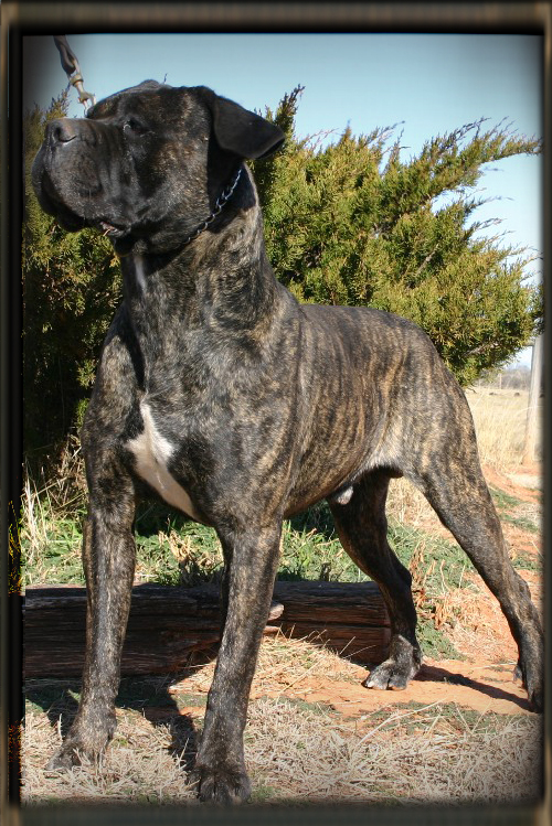 cane corso old world
